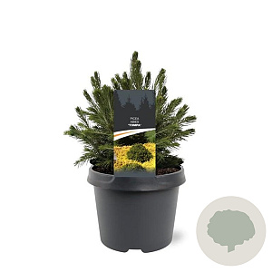 Picea a. 'Tompa' 20-25 cm 3,0L