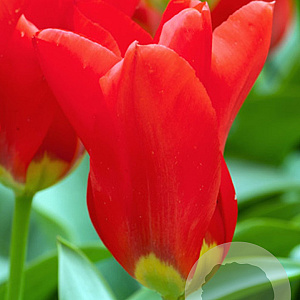 Tulipa 'Madame Lefeber' 12 cm verpakt per 100