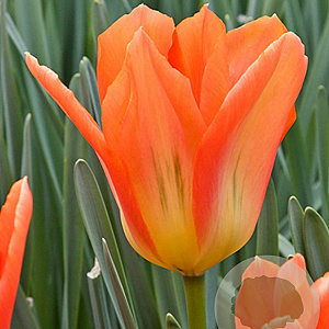 Tulipa 'Orange Emperor' 11-12 cm verpakt per 100