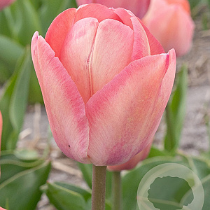 Tulipa Apricot Pride 11-12 cm verpakt per 100