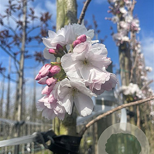 Prunus ser. 'Amanogawa' 10-12 cm draadkluit geveerd