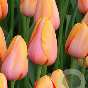 Tulipa Dordogne 11-12 cm verpakt per 100