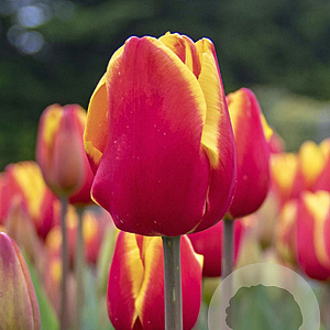 Tulipa Denmark 12 cm verpakt per 100