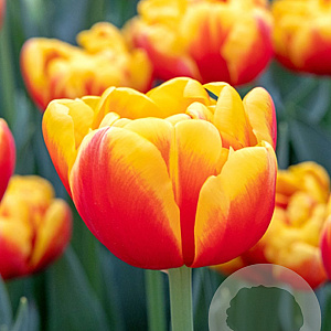 Tulipa Shell 11-12 cm verpakt per 100