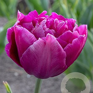 Tulipa Showcase 11-12 cm verpakt per 100
