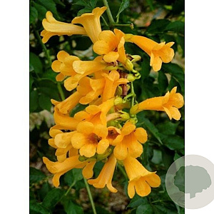 Campsis tagliabuana 'Gold Trumpet Creeper' 80 cm stam 15L