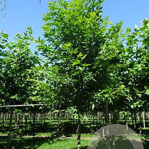 Platanus or. 'Minaret' 12-14 HO draadkluit