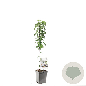 Malus d. Polka 175-200 cm 20L geveerd