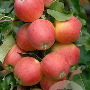 Malus d. Waltz 175-200 cm 20L geveerd