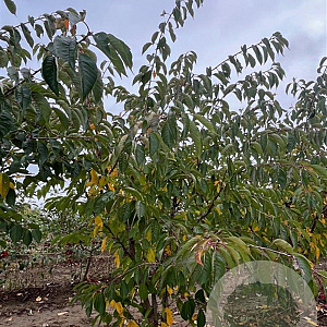 Prunus yedoensis 175-200 cm draadkluit meerstammig