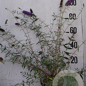 Buddleja d. 'Nanho Blue' 60-80 cm 10L
