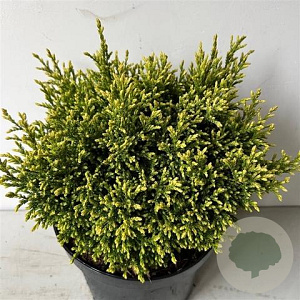 Chamaecyparis p. 'Sp. Cannonball' 20-25 cm 3,0L