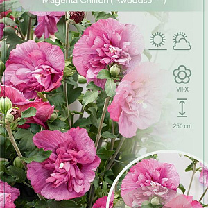 Hibiscus syr. Magenta Chiffon 80-100 cm 10L