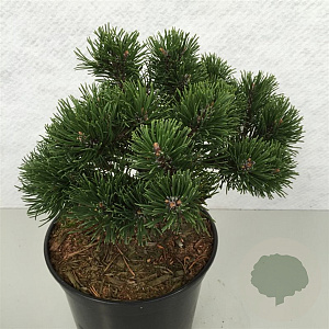 Pinus mugo 'March' 25-30 cm 5,0L