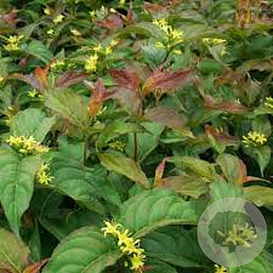 Diervilla lonicera 'Dilon' GM 1.5