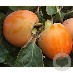 Diospyros kaki 14-16 HA cont. 90L