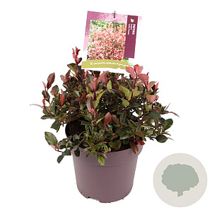 Photinia fraseri 'Little Fenna' 30-35 cm 10L