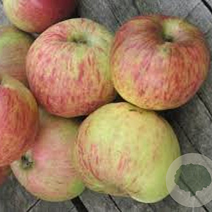 Malus d. 'Gravensteiner' GM cont. 90L dubbele u vorm