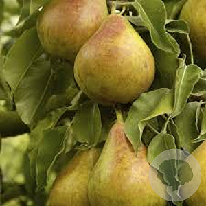 Pyrus c. 'Gieser Wildeman' GM cont. 60L 5 etages HAAGVORM