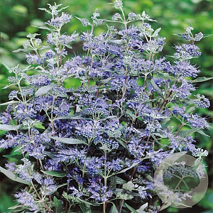Caryopteris cland. 'Heavenly Blue' GM C5