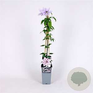 Clematis 'Nelly Moser' 70 cm 2,0L