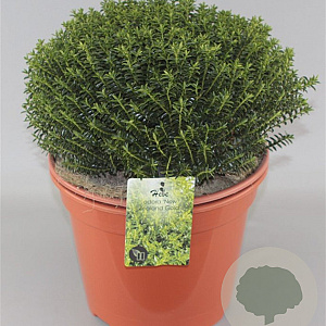 Hebe odora 'New Zealand Gold' GM 2,0L