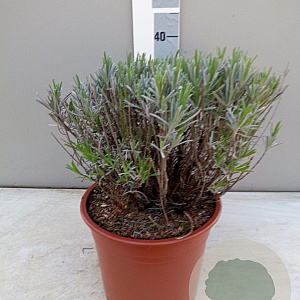 Lavandula intermedia GM C5