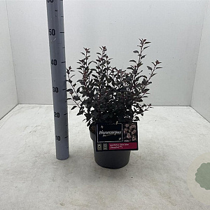 Physocarpus opulif. Little Joker 30-40 cm 3,0L