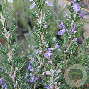 Rosmarinus off. 'Severn Sea' GM 2,0L