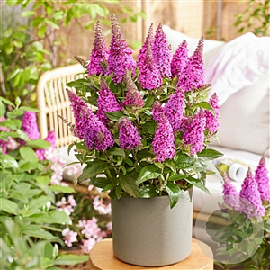 Buddleja d. B. Candy Little Cerise 50-60 cm 7,5L