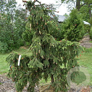Picea a. 'Acrocona' 100-125 cm cont. 180L solitair