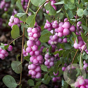 Symphoricarpos Magical Candy GM 1.5