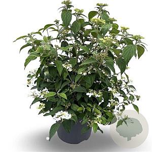 Viburnum plic. 'Watanabe' 80 cm stam 15L