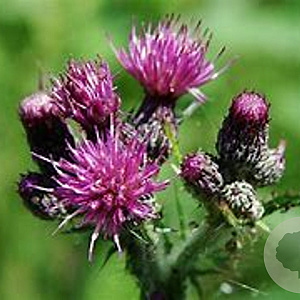 Cirsium palustre GM P13