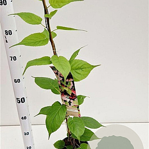 Actinidia kolomikta 70-80 cm 2,5L