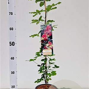 Akebia quinata 70-80 cm 2,5L