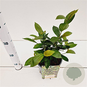 Aronia melanocarpa 'Hugin' 30-40 cm 2,5L