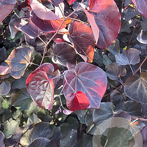 Cercis can. 'Merlot' 175-200 cm 15L