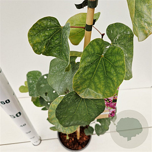 Cercis siliquastrum 60-80 cm 3,0L