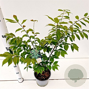 Euonymus alat. 'Compactus' 20-30 cm 2,5L