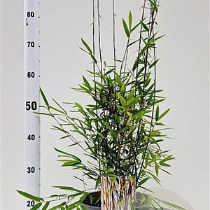 Fargesia nitida 'Black Pearl' 60-80 cm 5,0L