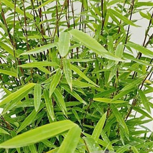 Fargesia nitida 'Volcano' 60-80 cm 5,0L