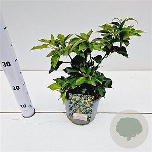 Hedera hel. 'Zorgvlied' 20-30 cm 2,5L