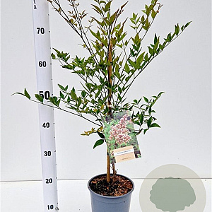 Nandina domestica 40-50 cm 2,5L