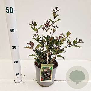 Osmanthus heter. 'Purpureus' 25-30 cm 2,5L