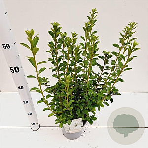 Rhododendron (AJ) 'Adonis' 25-30 cm 2,5L