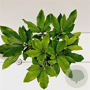 Rhododendron ponticum 30-40 cm 5,0L