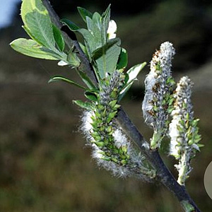 Salix hookeriana 20-25 cm 2,0L