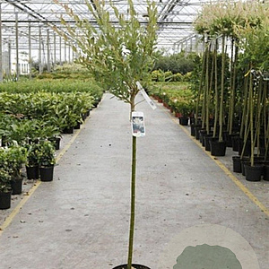 Salix integra 'Hakuro-nishiki' 80 cm stam 4,0L