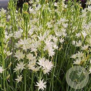 Camassia leichtlinii 'Alba' 14 CM verpakt per 25